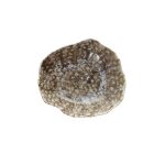 TOGNANA - MARINE REEF SALAD COUPE PLATE 23 x 20 CM RY001235960