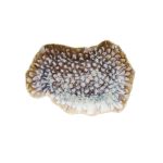 TOGNANA - MARINE REEF OVAL PLATE 30 x 20 CM RY020305960